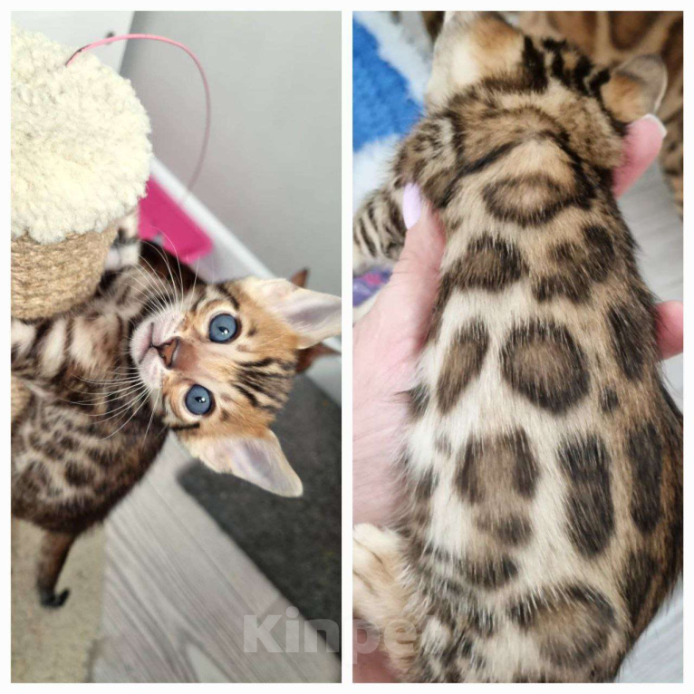 Кошки в Екатеринбурге: Honey Moon от TatiBro's - бенгальская кошечка Show - класса Девочка, 75 000 руб. - фото 1