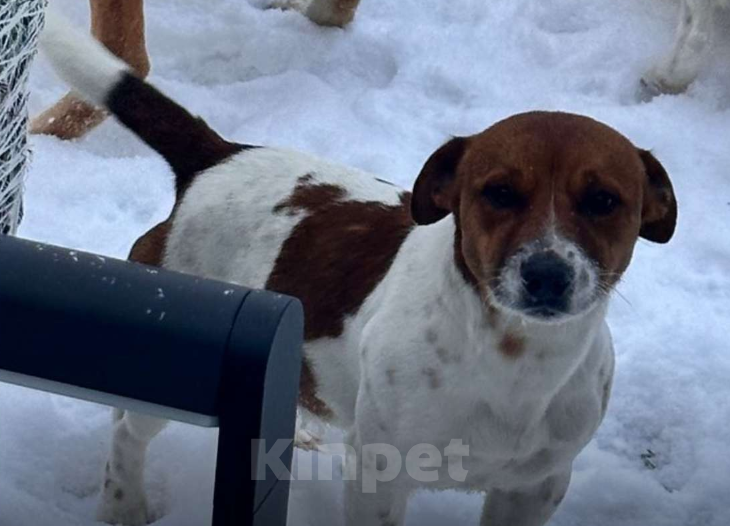 Собаки в Москве: Потерялался щенок 8 месяцев Джек рассел Мальчик, 50 000 руб. - фото 2