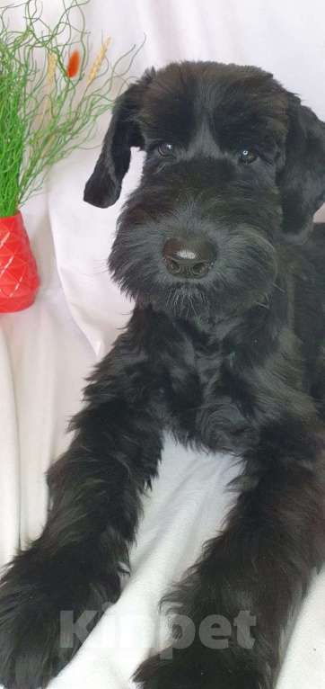 Собаки в Москве: Щенок ризеншнауцера Девочка, 55 000 руб. - фото 2