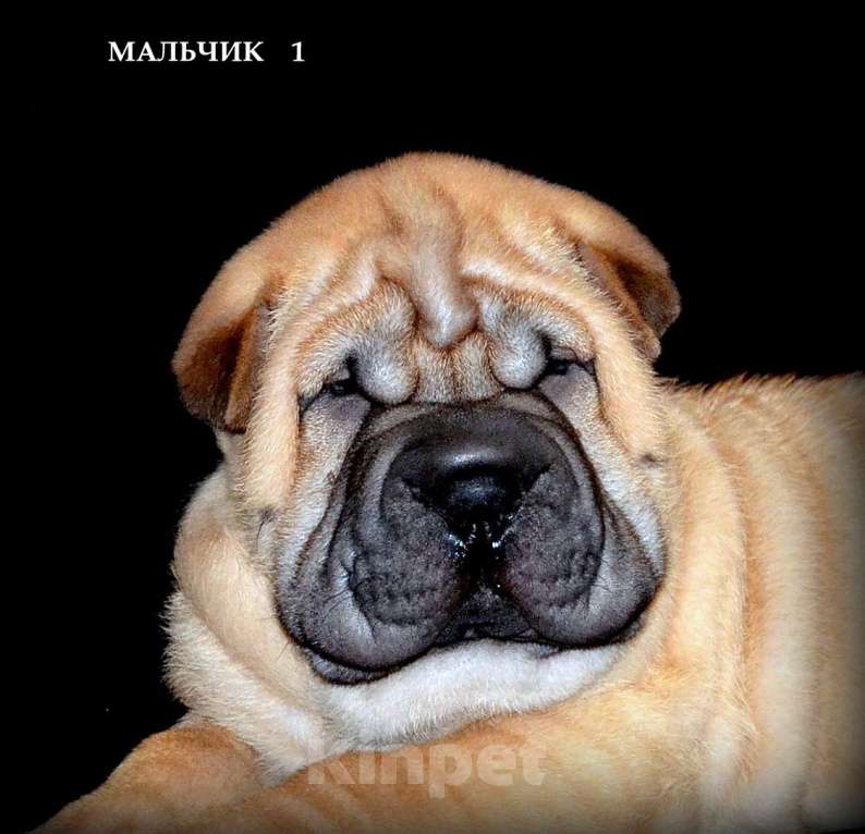 Собаки в Екатеринбурге: Лучший из Банды Рыжих. Мальчик, Бесплатно - фото 8