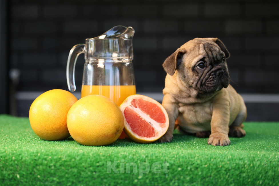 Собаки в Москве: Французский бульдог щенок Мальчик, 50 000 руб. - фото 5