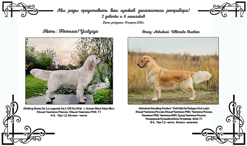 Золотистый ретривер