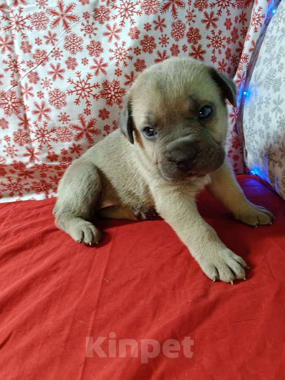 Собаки в других городах Краснодарского края: Кане-Корсо, щенок Мальчик, 30 000 руб. - фото 5