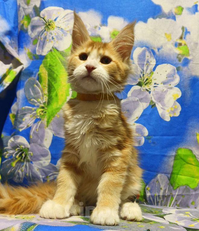 Кошки в Москве: Котёнок Мейн-Кун Девочка Девочка, 60 000 руб. - фото 1