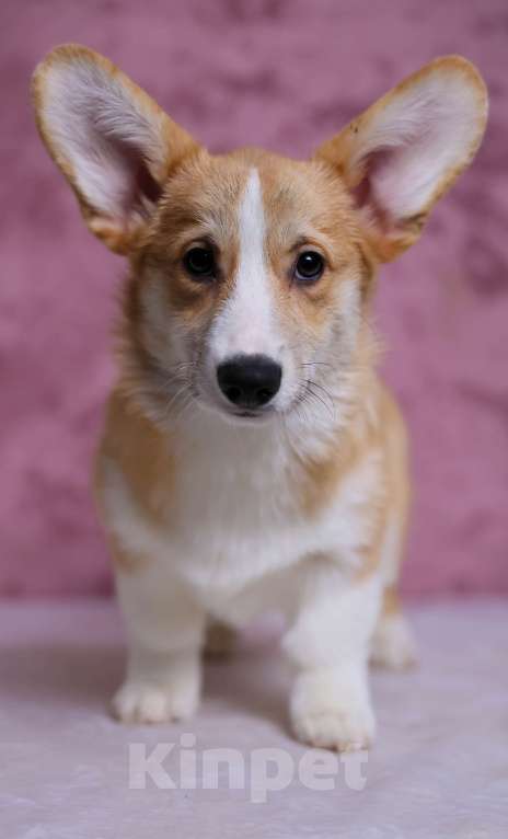 Собаки в Волгограде: кобель вельш-корги пемброк Мальчик, 50 000 руб. - фото 3