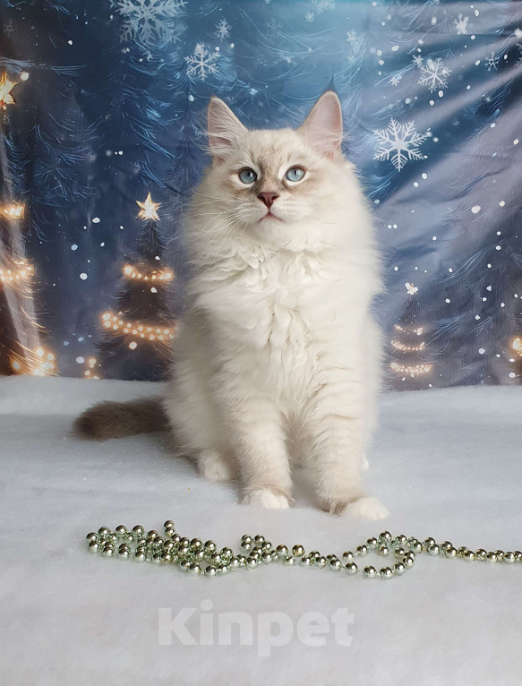 Кошки в Москве: Невский маскарадный мальчик Мальчик, 45 000 руб. - фото 1