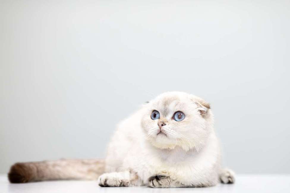 Кошки в Москве: Буррата Девочка, Бесплатно - фото 4