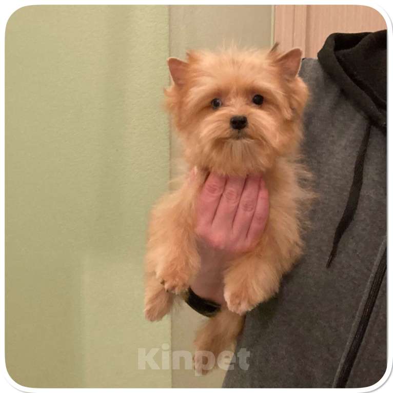 Собаки в Москве: Рыжий йорк с голубыми глазами мини девочка Девочка, 95 000 руб. - фото 10