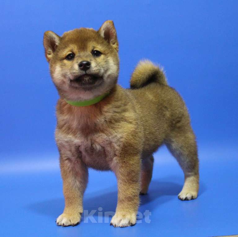 Собаки в Москве: Щенки сиба ину Девочка, 40 000 руб. - фото 6