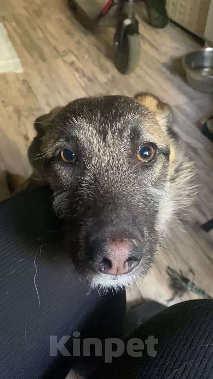 Собаки в Шатуре: Малинка Девочка, Бесплатно - фото 4