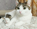 Кошки в Калуге: Кошка в добрые руки Девочка, Бесплатно - фото 1