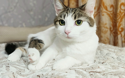 Кошка в добрые руки