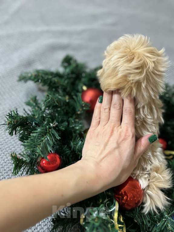 Собаки в других городах Московской области: Микро мальчик мальтипу f1, будет крошечный, очень красивый, игривый, аккуратный! Мальчик, 170 000 руб. - фото 1