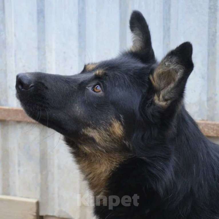 Собаки в Москве: Граф Мальчик, Бесплатно - фото 3