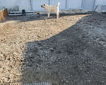 Собаки в Хабаровске: Щенки аллабаев Разнополые, 20 000 руб. - фото 1