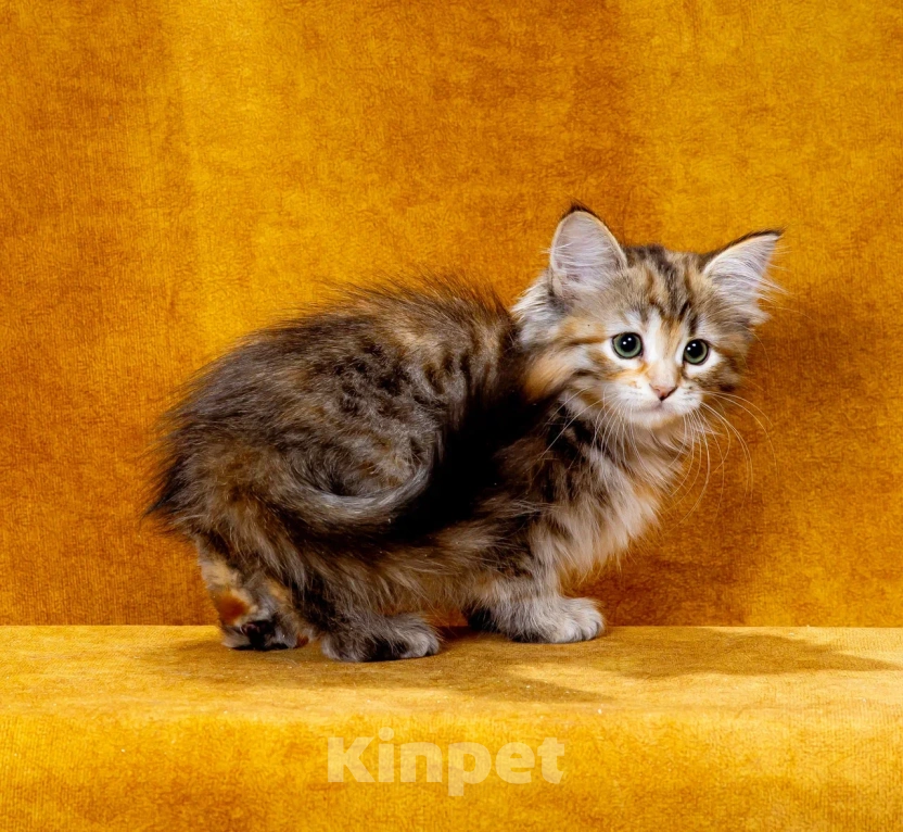 Кошки в Москве: Кошечка Иванка Девочка, 60 000 руб. - фото 3