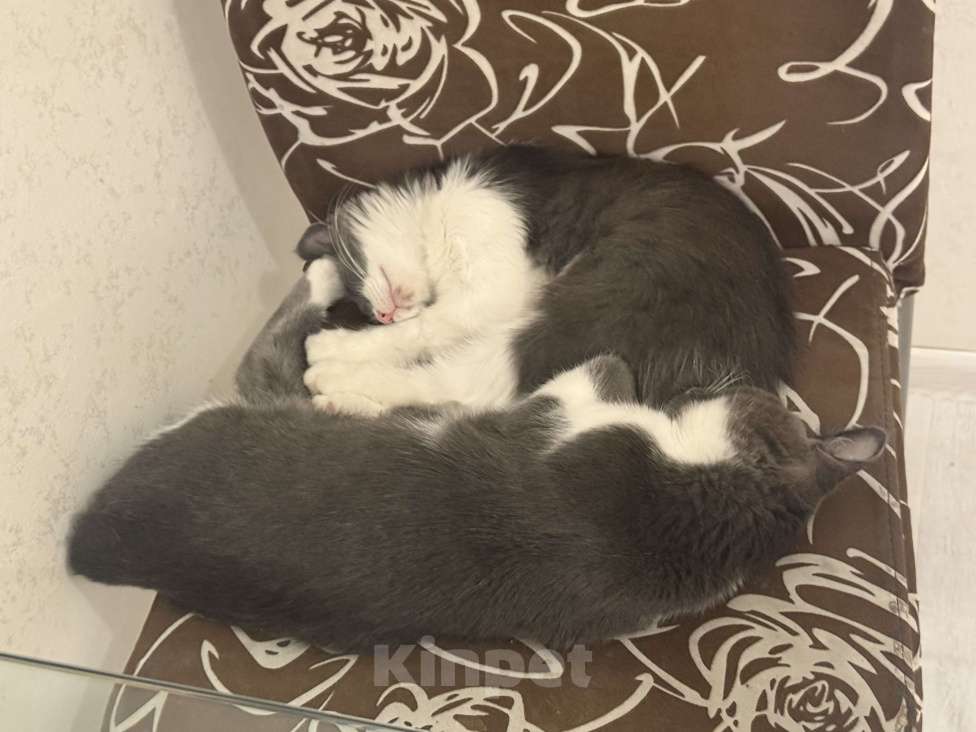 Кошки в Ставрополе: Мальчики пушистики Мальчик, 10 руб. - фото 2