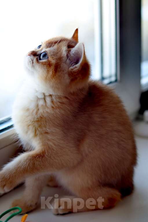 Кошки в Санкт-Петербурге: Продам котика порода британская золотая шиншилла Мальчик, 80 000 руб. - фото 2