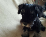 Собаки в Москве: Суки цвергшнауцера, рождения 3.12.2025 Девочка, 55 000 руб. - фото 2