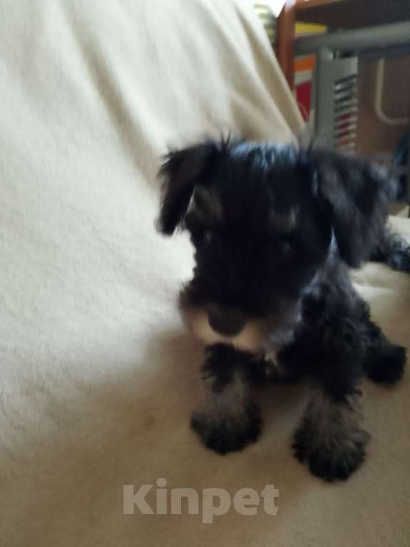 Собаки в Москве: Суки цвергшнауцера, рождения 3.12.2025 Девочка, 55 000 руб. - фото 2