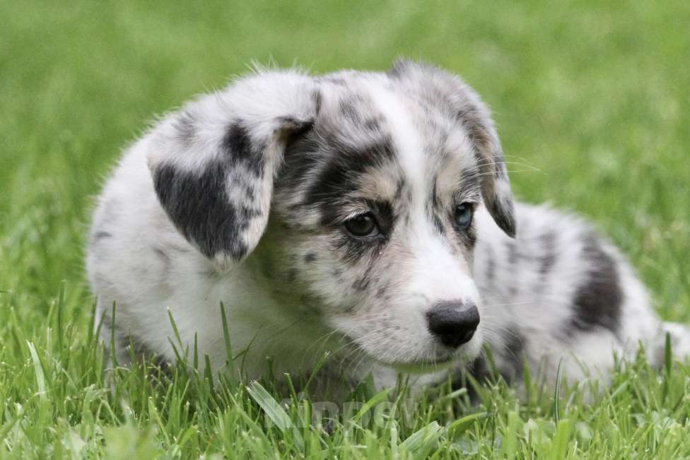 Собаки в Москве: Девочка вельш корги кардиган Девочка, 80 000 руб. - фото 5