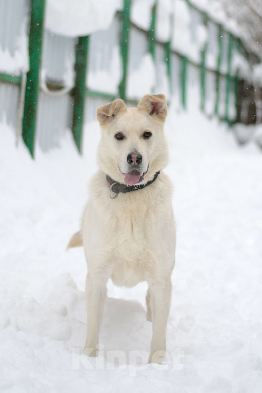 Собаки в Москве: Лунтик Мальчик, Бесплатно - фото 2