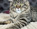 Кошки в Дедовске: Очаровательный Игнат  Мальчик, 35 000 руб. - фото 6