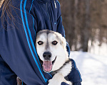 Собаки в Солнечногорске: Активный, добрый и очень ласковый пёс с приюта Мальчик, Бесплатно - фото 3