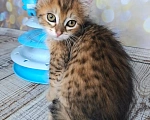 Кошки в Москве: Котёнок необычного окраса в добрые руки Мальчик, Бесплатно - фото 6