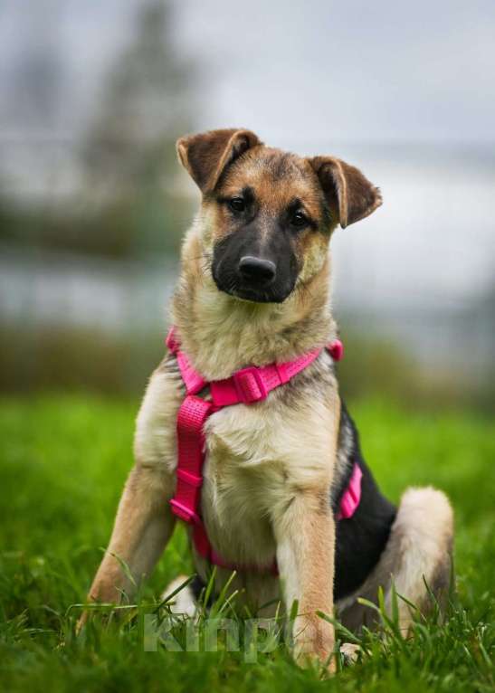 Собаки в других городах Московской области: Несомненный лидер и просто красавица:) Девочка, Бесплатно - фото 8