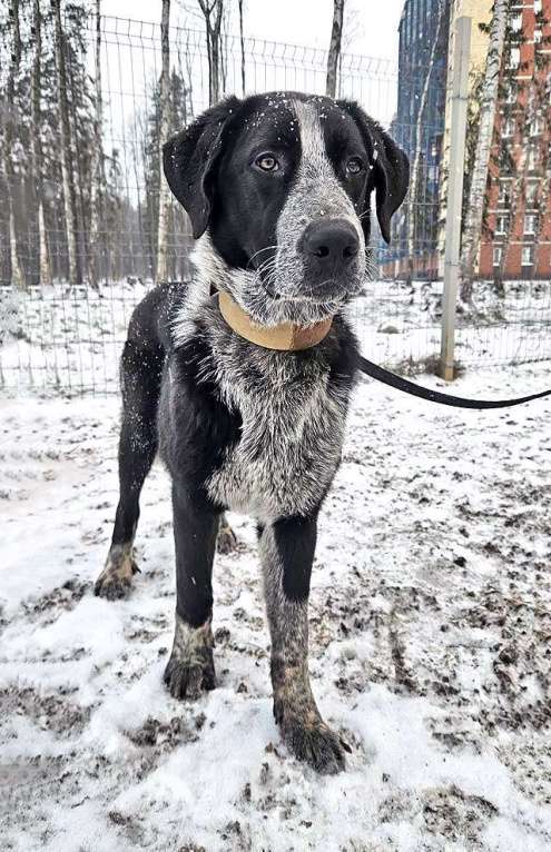 Собаки в Санкт-Петербурге: Миша, тот самый пёс, которого Вы будете называть “наш” Мальчик, 10 руб. - фото 3