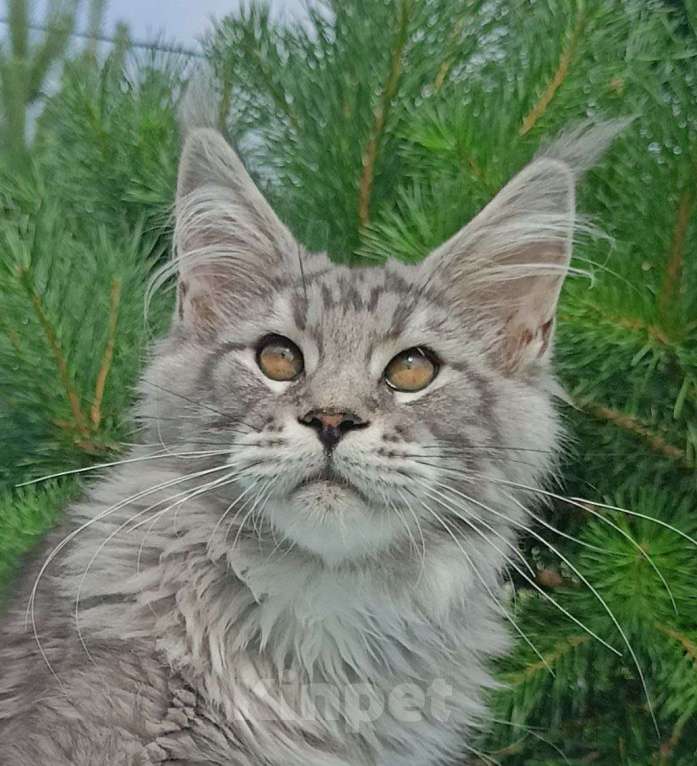 Кошки в Москве: Котенок породы мейн-кун  Мальчик, 90 000 руб. - фото 2