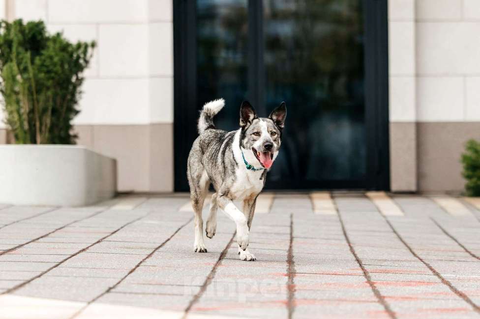 Собаки в Москве: Зажигательный Джаз ищет дом Мальчик, Бесплатно - фото 8
