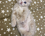 Кошки в Петрове Валу: Продаю шотландских котят  Мальчик, 5 000 руб. - фото 10