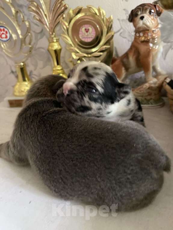 Собаки в Нижнем Новгороде: Щенки французского бульдога Девочка, 50 000 руб. - фото 9