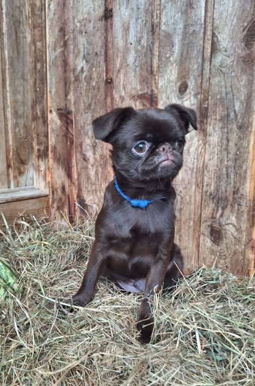 Собаки в Москве: Щенок пти брабансон мальчик Мальчик, 130 000 руб. - фото 7
