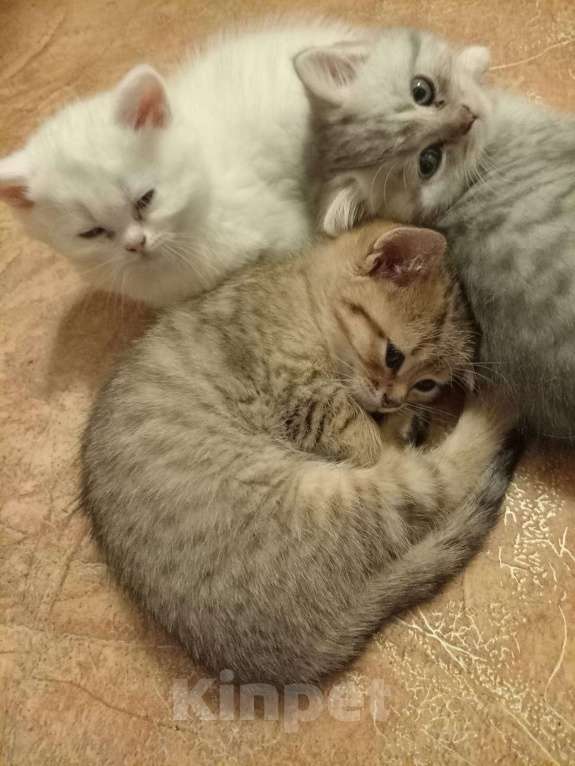 Кошки в Брянске: продаю котят Мальчик, Бесплатно - фото 3