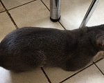 Кошки в Верее: Абиссинская Кошка  Девочка, 3 000 руб. - фото 5
