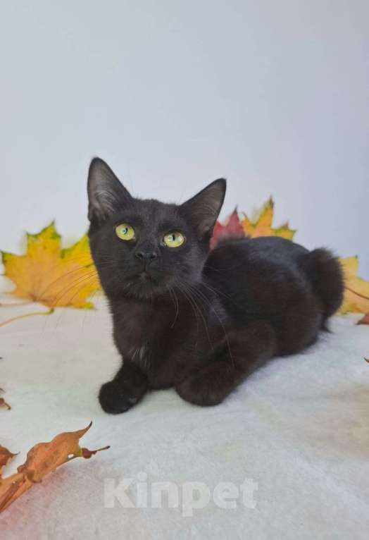 Кошки в Москве: Котёнок-подросток в добрые руки  Девочка, Бесплатно - фото 4