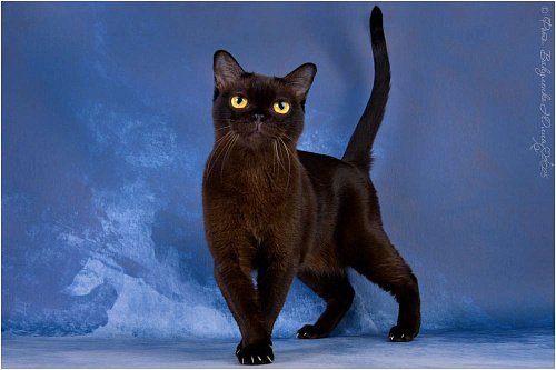 Американская Бурма