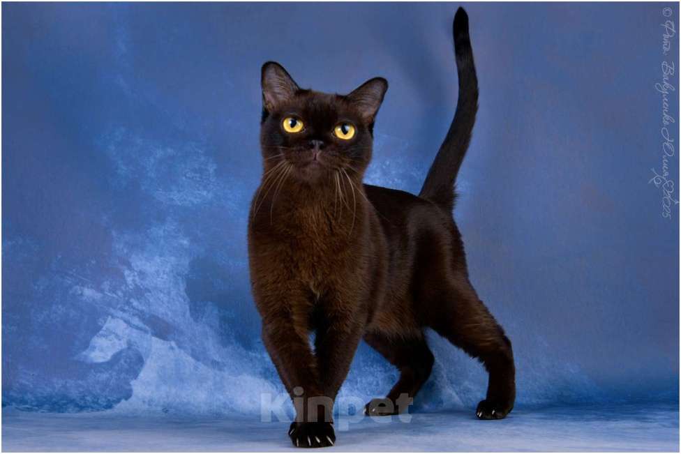 Кошки в Ростове-на-Дону: Американская Бурма Девочка, 10 000 руб. - фото 1