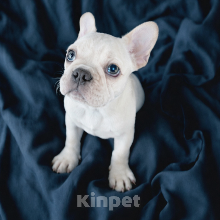 Собаки в Москве: Французский бульдог щенок  девочка платина Девочка, Бесплатно - фото 3