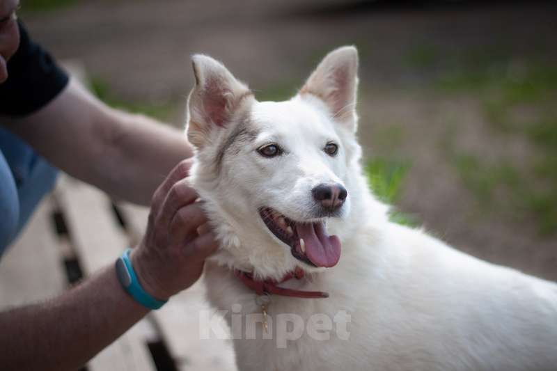 Собаки в Москве: Маленькая белая пушистая собачка Шарлотта в добрые руки Девочка, 1 руб. - фото 4