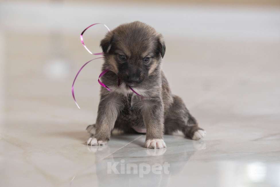 Собаки в Москве: Машенька ищет дом Девочка, Бесплатно - фото 4