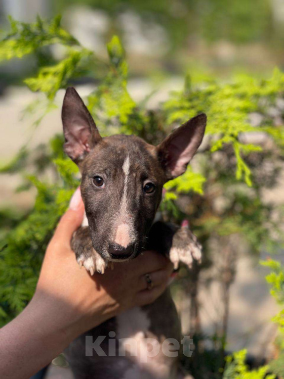 Собаки в Севастополе: Минибуль мальчик Мальчик, Бесплатно - фото 3