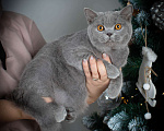 Кошки в Москве: Голубой британский кот. Крупный Мальчик, Бесплатно - фото 6