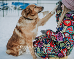 Собаки в Москве: Невероятно красивый и поразительно умный Гранд в поисках дома Мальчик, Бесплатно - фото 4