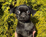 Собаки в Всеволожске: щенок Девочка, 60 000 руб. - фото 1