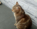 Кошки в Угличе: Котенок, Бесплатно - фото 5