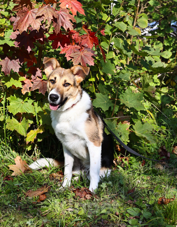 Собаки в Москве: Щенок в добрые руки бесплатно Москва Мальчик, Бесплатно - фото 5